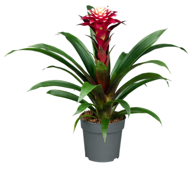 Guzmania 'Francesca'