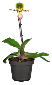 Paphiopedilum 'Pinocchio'