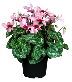 Cyclamen persicum 'Super Serie® Djix Salmon with Eye'