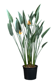 Strelitzia reginae