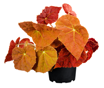 Begonia 'Autumn Ember Super Orange'