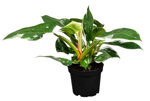 Philodendron 'White Wizard'