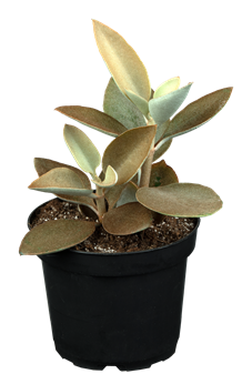 Kalanchoe orgyalis