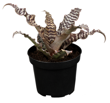 Cryptanthus zonatus