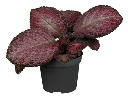 Episcia cupreata 'Malayan'