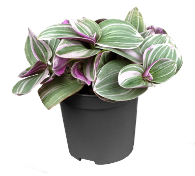 Tradescantia 'Sweetness'