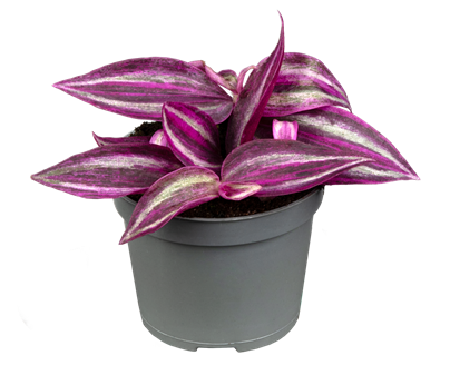 Tradescantia zebrina 'Pink Paradise'