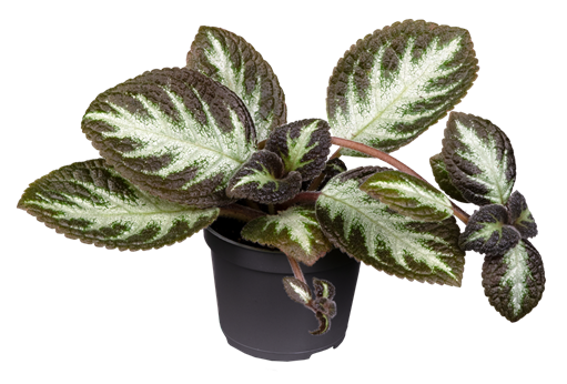 Episcia cupreata 'Silver Shield'