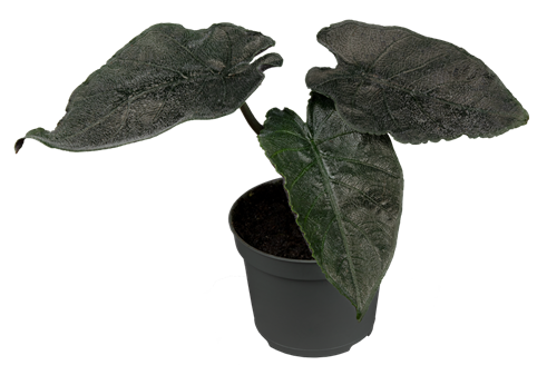 Alocasia azlanii