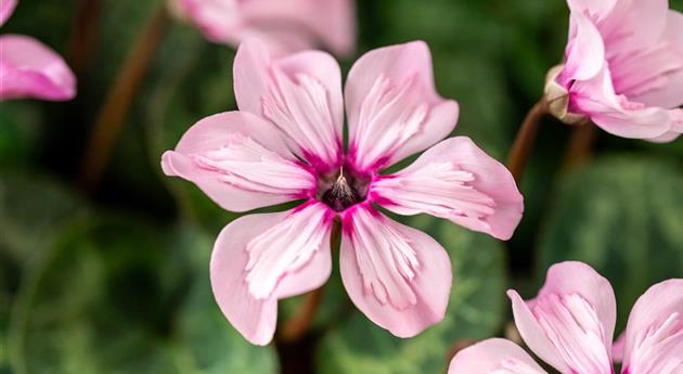 Cyclamen persicum 'Illusia'®