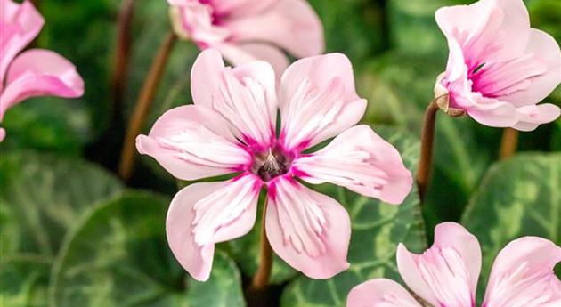 Cyclamen persicum 'Illusia'®