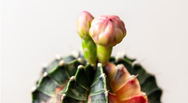 Gymnocalycium mihanovichii 'Variegata'