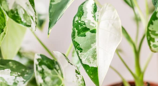 Alocasia micholitziana 'Frydek Variegata'