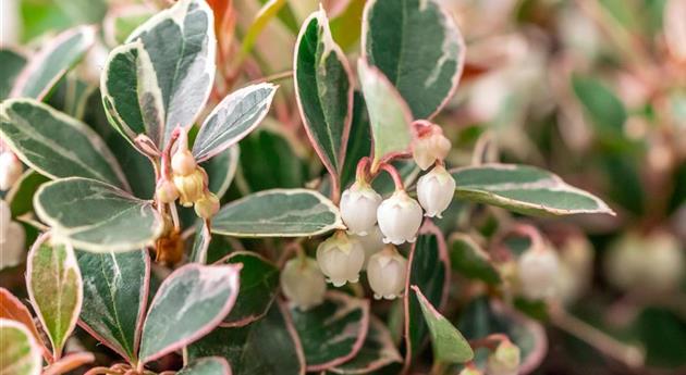 Gaultheria mucronata 'Winter Splash'