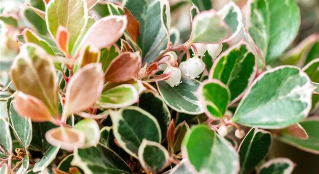 Gaultheria mucronata 'Winter Splash'