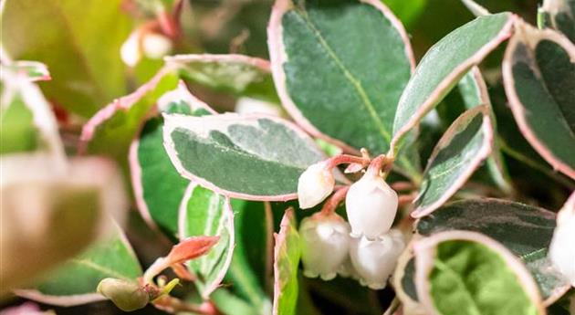 Gaultheria mucronata 'Winter Splash'