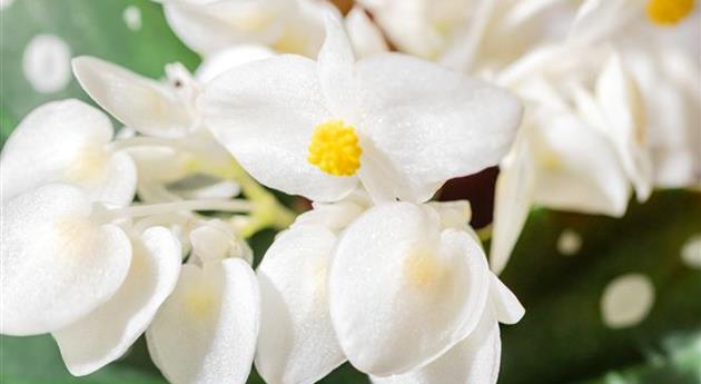 Begonia maculata 'Wightii'