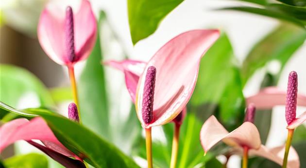 Anthurium x andreanum 'Zizou'