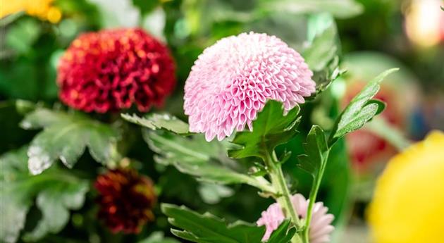 Chrysanthemum indicum 'Flowerpops Carnaval'