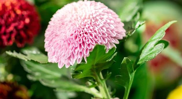 Chrysanthemum indicum 'Flowerpops Carnaval'