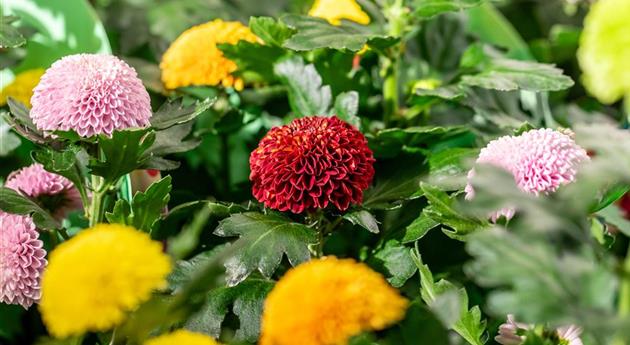 Chrysanthemum indicum 'Flowerpops Carnaval'