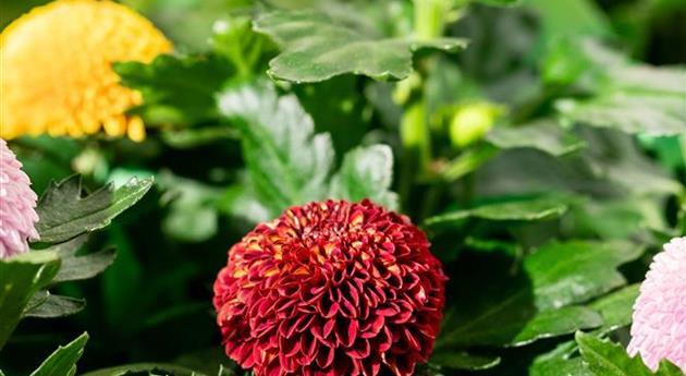 Chrysanthemum indicum 'Flowerpops Carnaval'