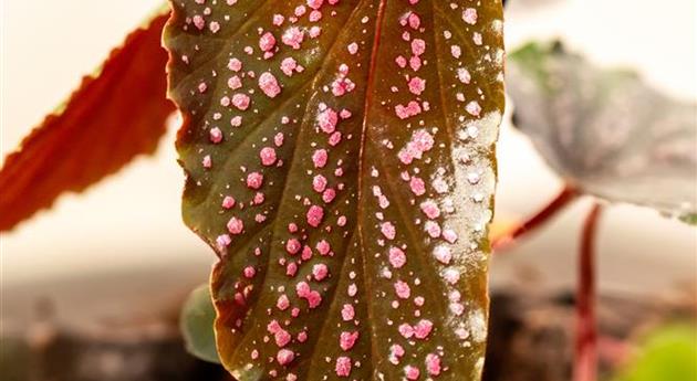 Begonia 'Wings'