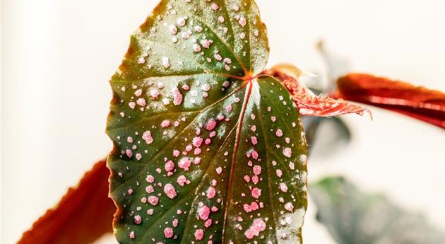 Begonia 'Wings'