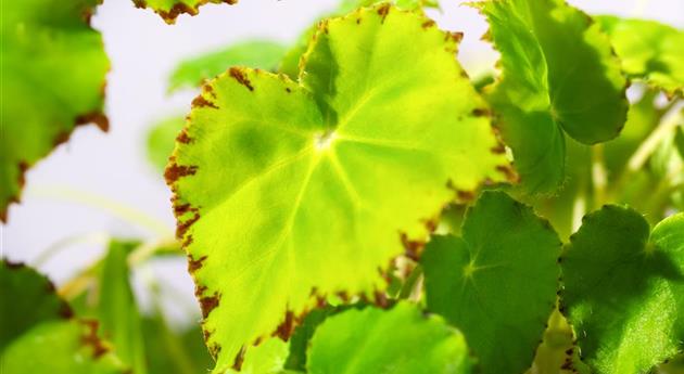 Begonia rex 'Lima Love'®