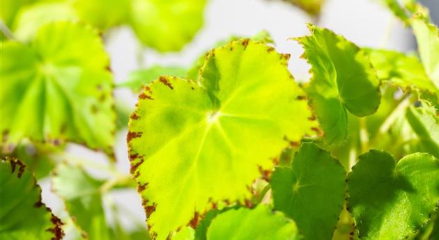 Begonia rex 'Lima Love'®