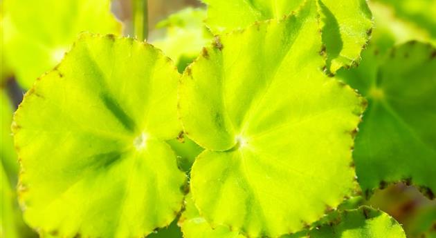 Begonia rex 'Lima Love'®