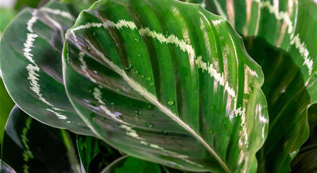 Calathea 'Apple Bee'