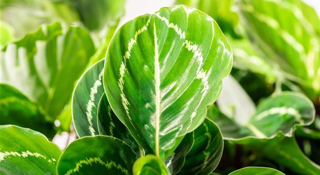 Calathea 'Apple Bee'