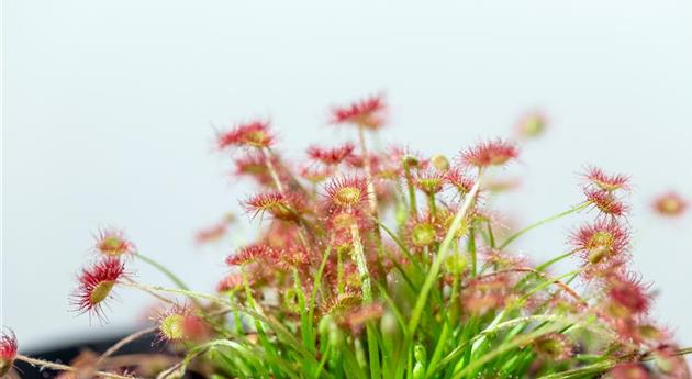 Drosera paradoxa