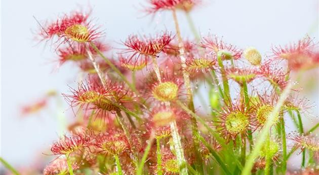 Drosera paradoxa