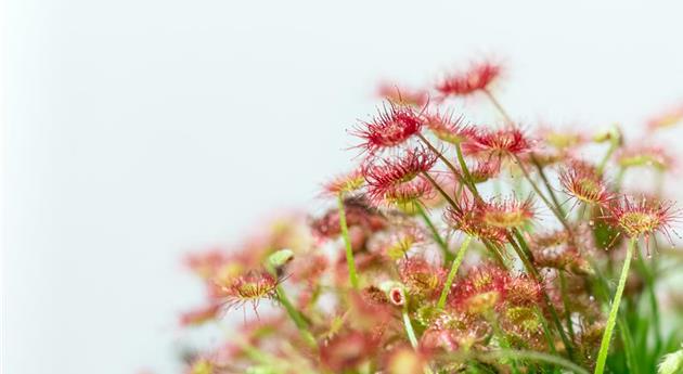 Drosera paradoxa