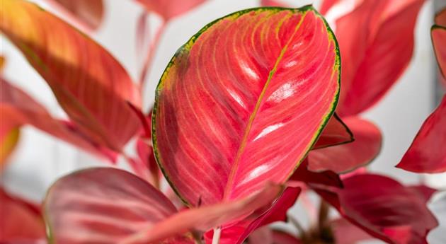 Aglaonema commutatum 'Flamingo'