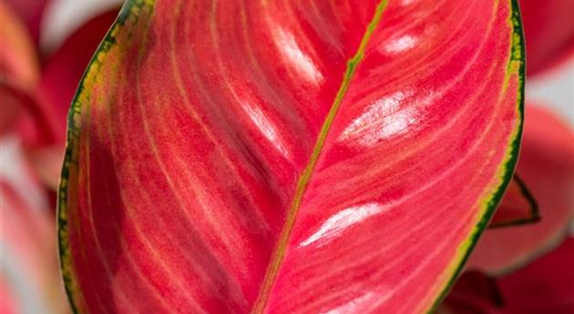 Aglaonema commutatum 'Flamingo'