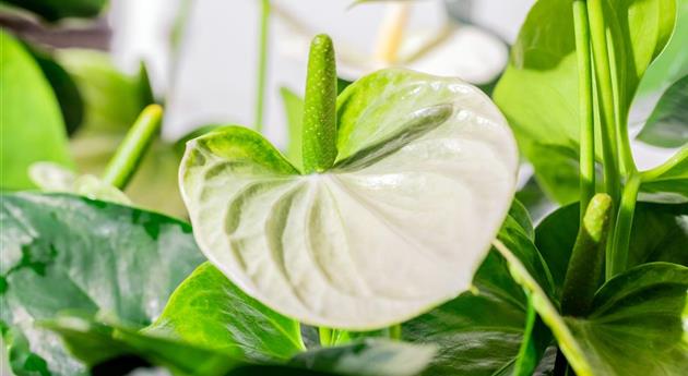 Anthurium x andreanum 'Cocos'