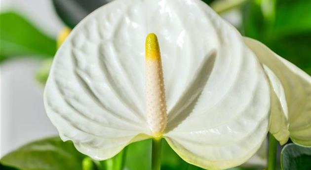 Anthurium x andreanum 'Cocos'