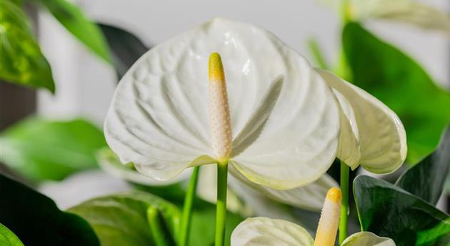 Anthurium x andreanum 'Cocos'