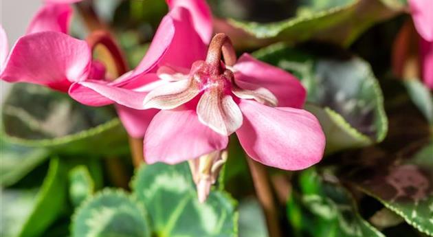 Cyclamen persicum 'Super Serie® Djix Salmon with Eye'