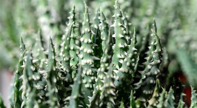 Aloe humilis 'Shark'