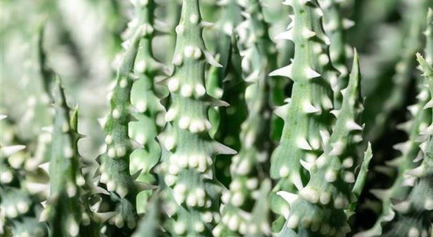 Aloe humilis 'Shark'