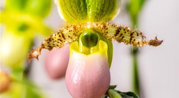 Paphiopedilum 'Pinocchio'