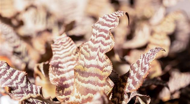 Cryptanthus zonatus