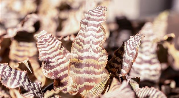 Cryptanthus zonatus