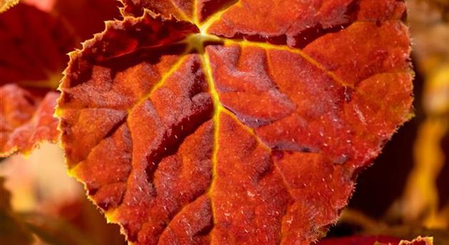 Begonia 'Autumn Ember Super Orange'