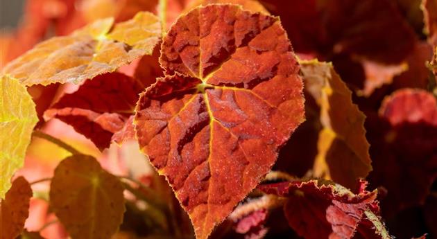 Begonia 'Autumn Ember Super Orange'