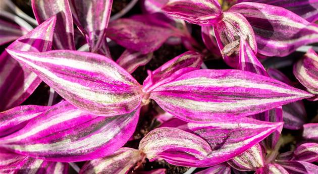 Tradescantia zebrina 'Pink Paradise'